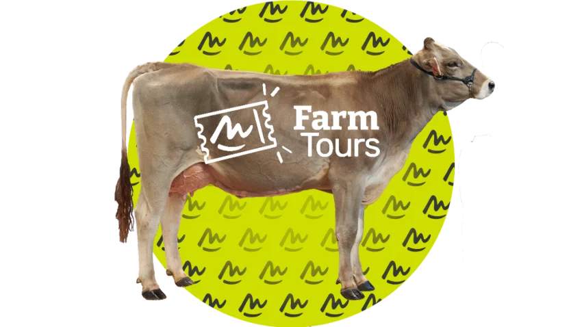 3 - Brown breed cattle farm visit