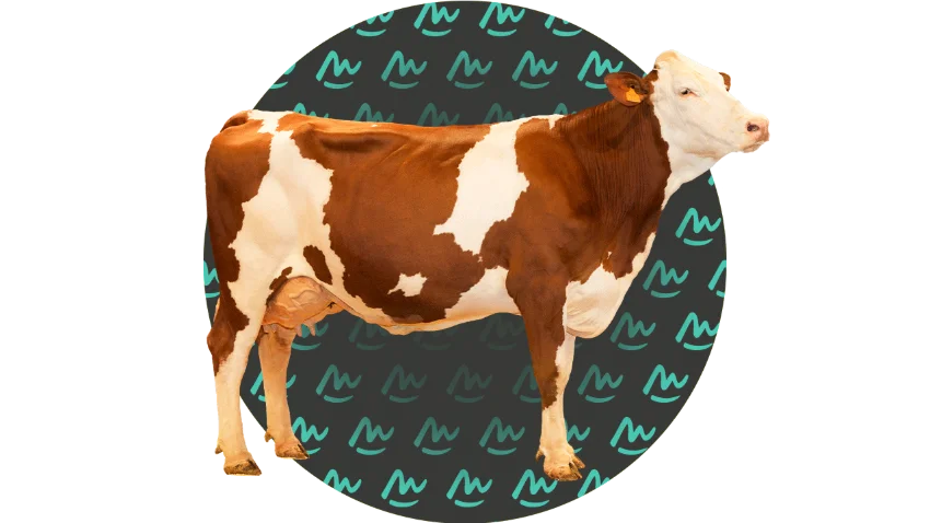 Montbéliarde competition