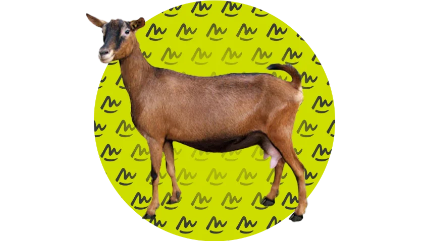Presentation of goat breeds