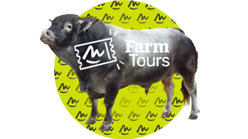 1 - Bazadaise breed cattle farm visit