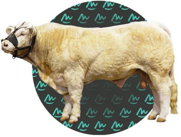 CHAROLAIS presentation
