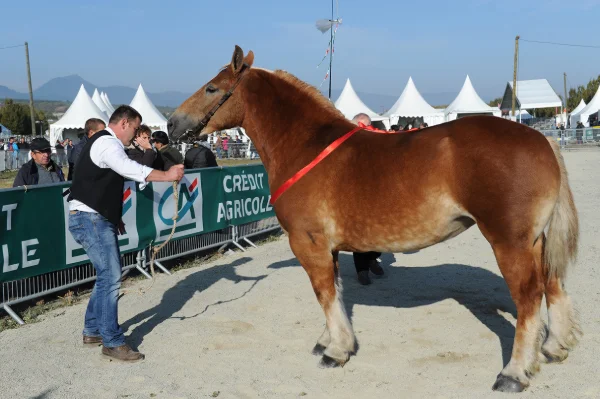 Sommet-de-l-elevage-Chevaux%252520(9).jpg