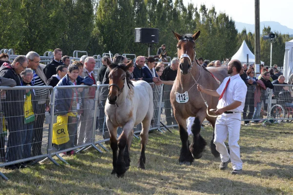 Sommet-de-l-elevage-Chevaux%252520(16).jpg
