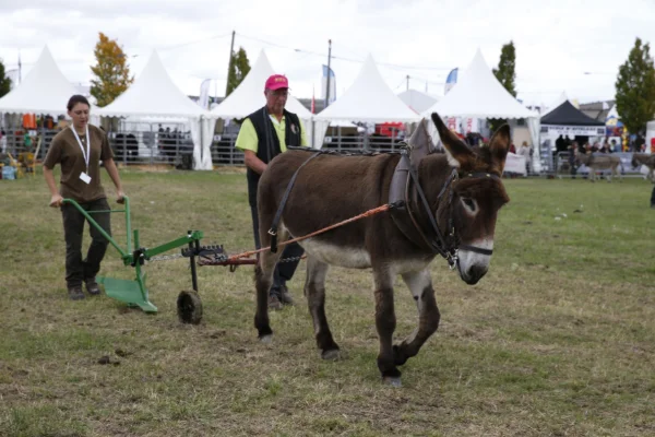 Sommet-de-l-elevage-Chevaux%252520(17).jpg