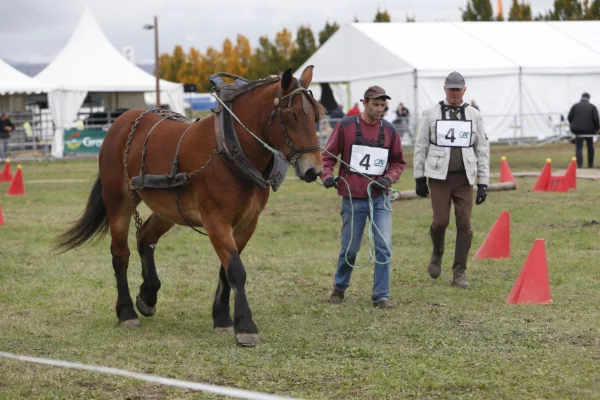 Sommet-de-l-elevage-Chevaux%252520(20).jpg