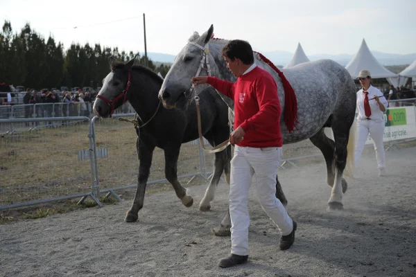 Sommet-de-l-elevage-Chevaux%252520(8).jpg