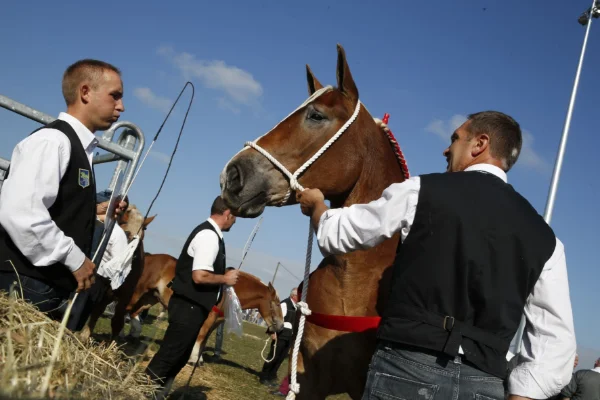 Sommet-de-l-elevage-Chevaux%252520(21).jpg