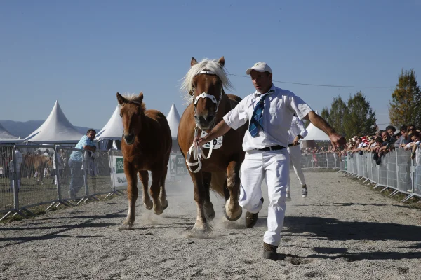 Sommet-de-l-elevage-Chevaux%252520(23).jpg