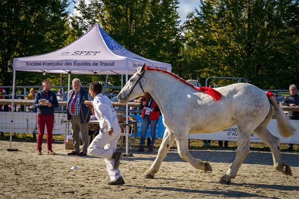 Sommet-de-l-elevage-Chevaux%252520(3).jpg