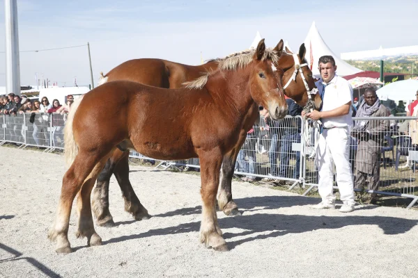Sommet-de-l-elevage-Chevaux%252520(22).jpg
