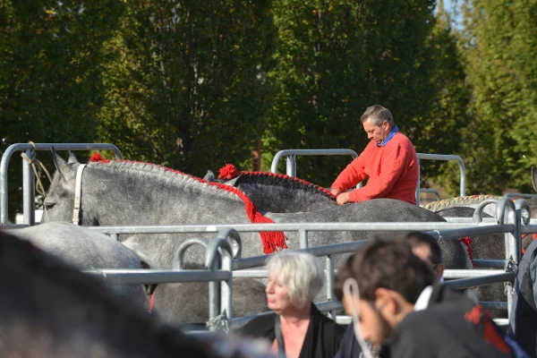 Sommet-de-l-elevage-Chevaux%252520(14).jpg