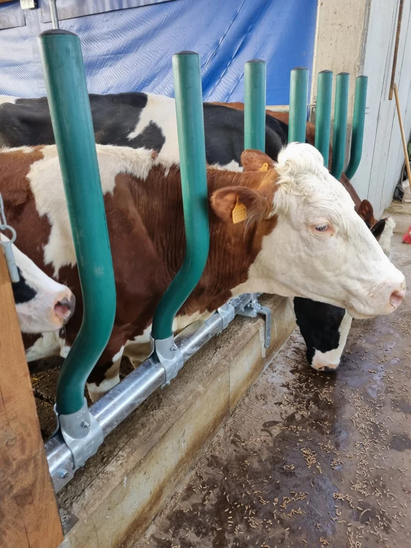 Comfort Plus dairy Self-Service