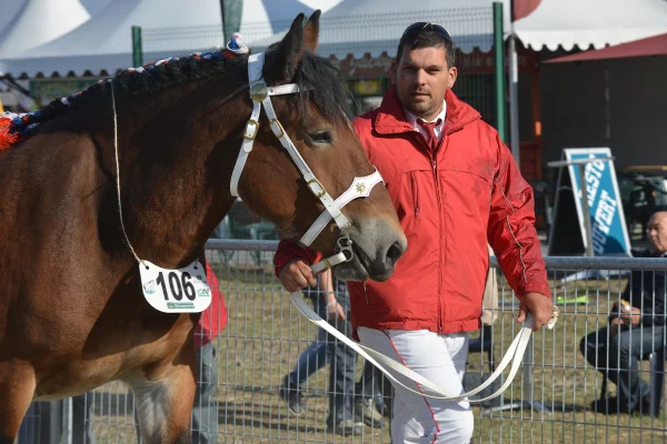 Sommet-de-l-elevage-Chevaux%252520(15).jpg