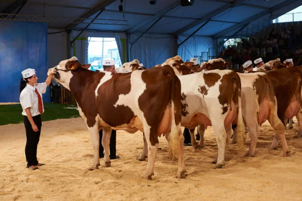 Sommet-de-l-elevage-Bovin-lait%252520(8).jpg
