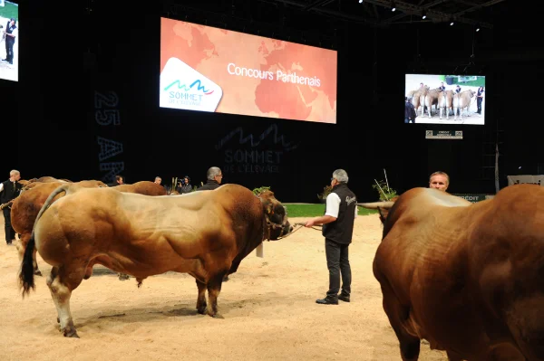 Sommet-de-l-elevage-Bovin-viande%252520(11).jpg