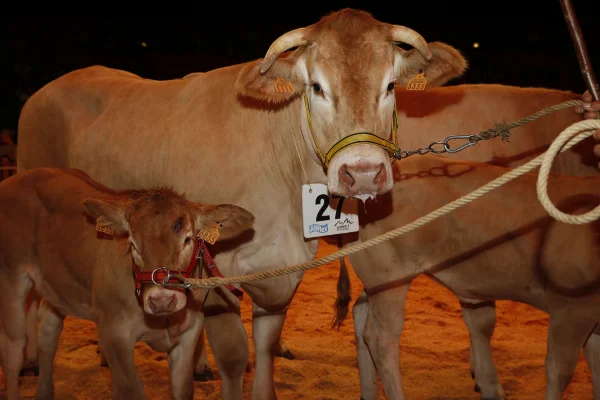 Sommet-de-l-elevage-Bovin-viande%252520(32).jpg