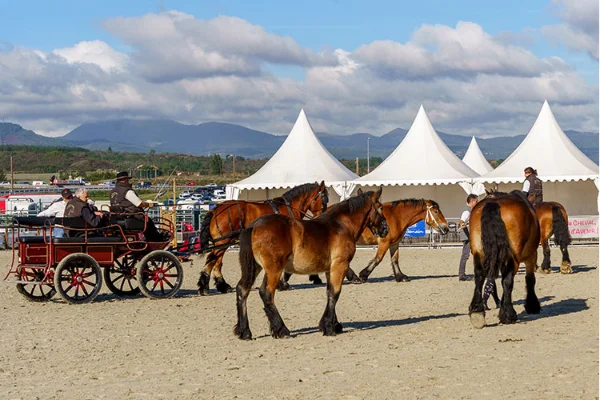 Sommet-de-l-elevage-Chevaux%252520(1).jpg