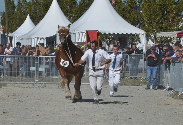 Sommet-de-l-elevage-Chevaux%252520(10).jpg
