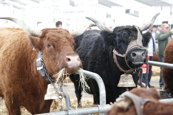 Sommet-de-l-elevage-Bovin-viande%252520(31).jpg